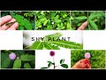 Some basic informations about Shy plants🌱|How a Shy plant reacts by one touch 👉🌿|
