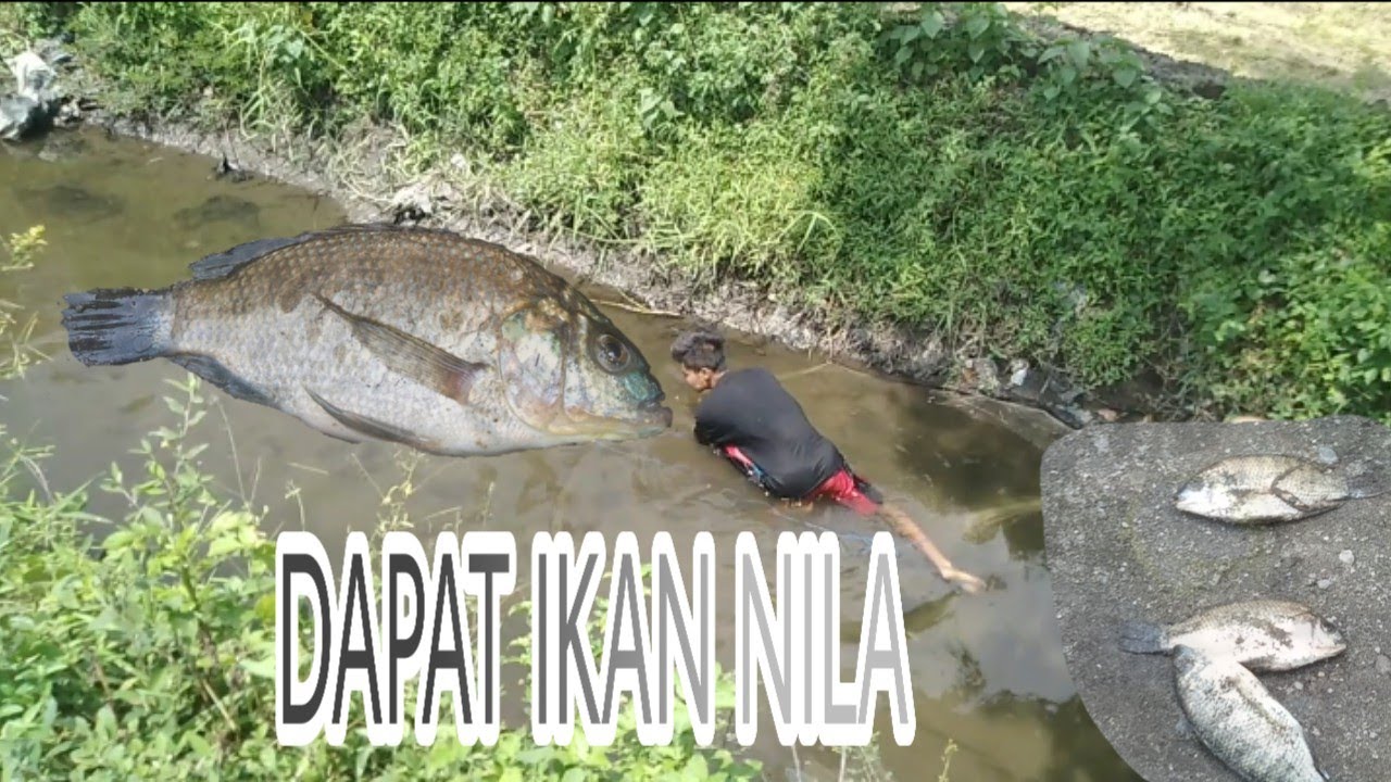 Togel Mimpi Dapat Ikan Nila
, Menjala Di Sport Baru Dapat Ikan Nila Youtube