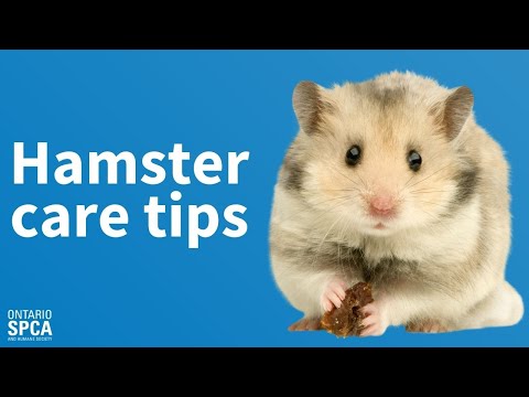 Hamster Care Tips