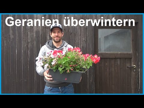 Video: Wie Man Pelargonien (Geranie) Im Winter Pflegt