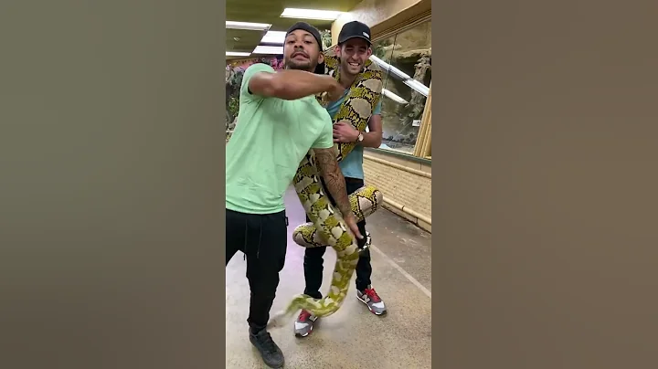 Huge Python 🐍 #python #Shorts #ytshorts #YouTubeshorts