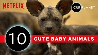 Cutest Baby Animals From Our Planet  | Netflix