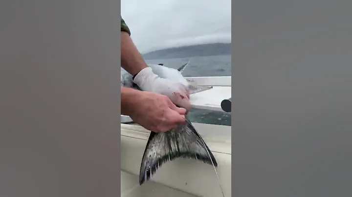 Ikejime on King salmon.