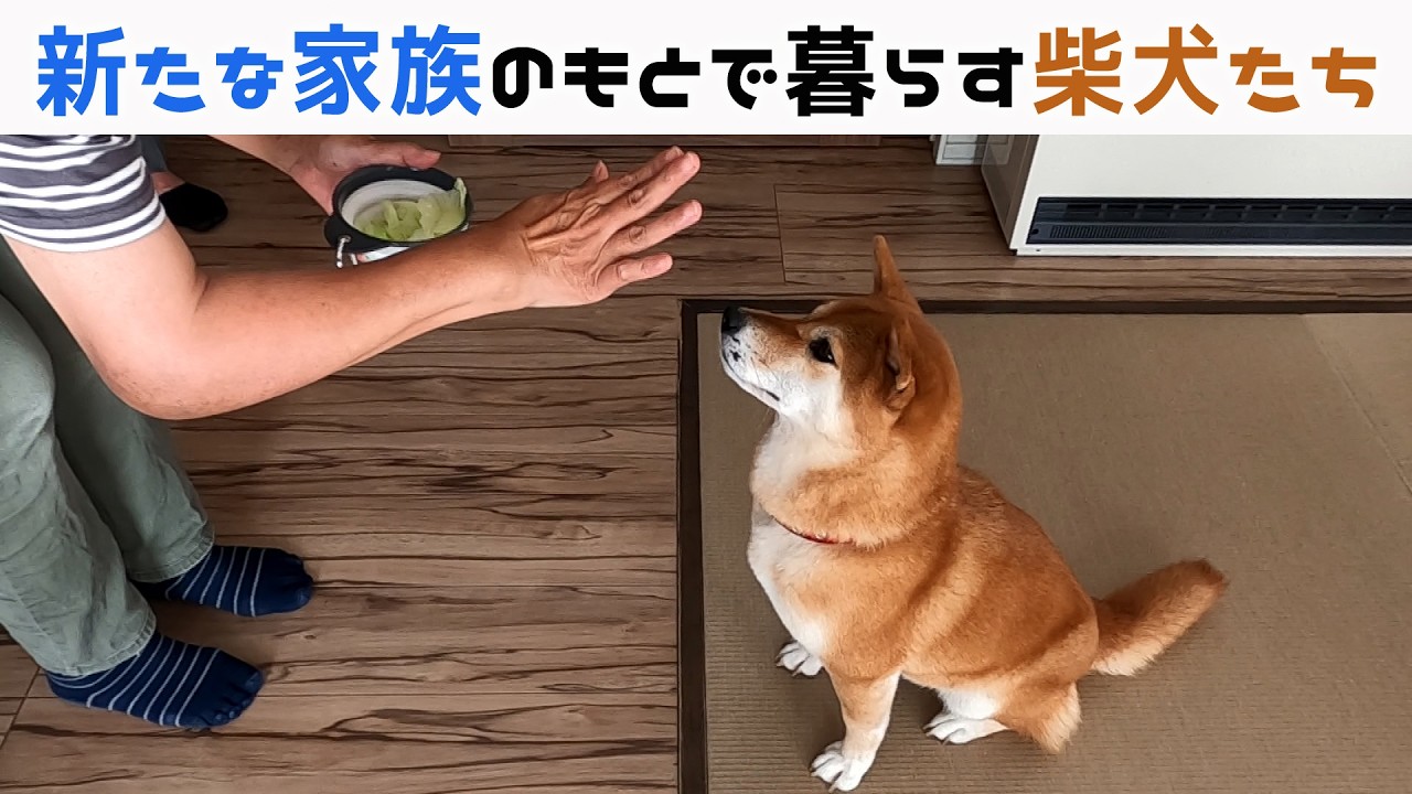続・保護犬たちの新たな飼い主さん宅を訪問取材