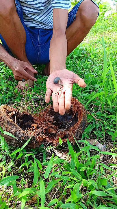 bikin heboh,,penemuan fosil binatang aneh dalam kelapa tua#popular #fosil #mistis #pusaka #shots