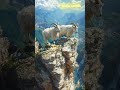 Two Goats Playfully Roughhousing on a Cliffside! 🐐⛰️ | High Altitude Fun Turned Dramati