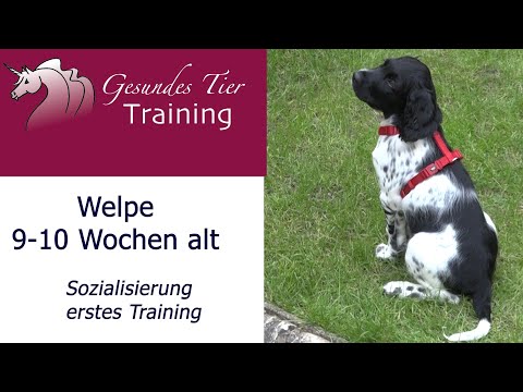 Video: Ist es 10 Wochen zu früh, um einen Welpen zu trainieren?