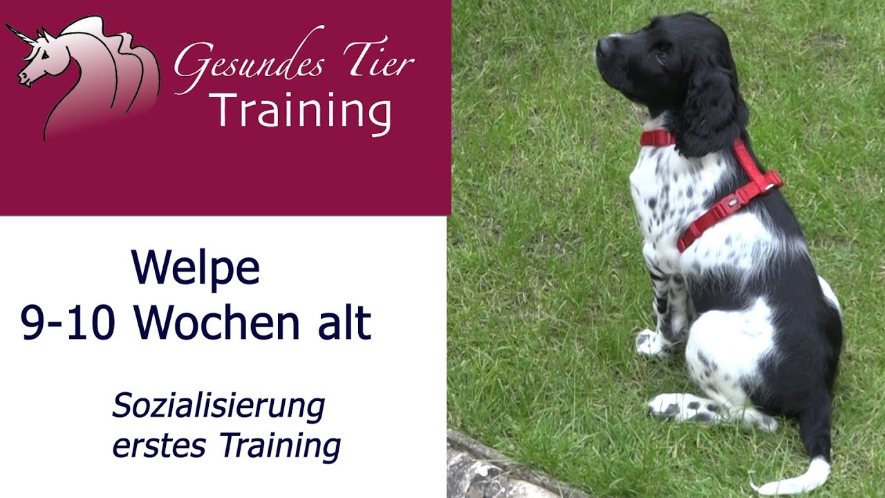 Welpentraining - in der 9.&10. Lebenswoche