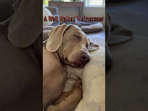 A Well Walked Weimaraner. #dog #weimaraner ￼#cutedog