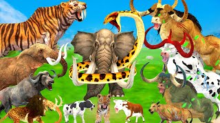 10 Big Bull vs Giant Tiger vs Giant Snake Fight Cow Buffalo Tiger Cubs Rescue By African Elephant