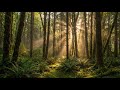 2 Hours Deep Forest Music for ADHD Focus &amp; Relaxation 🌲🍃 | Nature Ambience