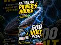 Nature ka Power House 600 volt ⚡Electric Eel ka Shock!#shorts #electricEel #naturepower#viral