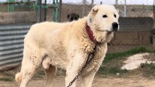 AKBASH SHEPHERD DOGS %50 KANGAL %50 AKBASH MIX by Birol Başyiğit 125,885 views 4 months ago 22 minutes
