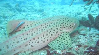 Best of Phi Phi island diving 2010