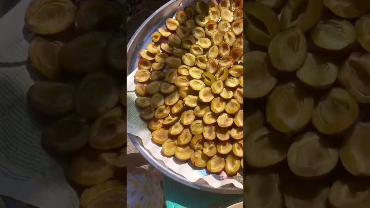 TAM TƏBİİ ! GÜNƏŞDƏ QURUYAN QARA GAVALI!