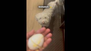 Banana— Minions is Egg— Minks #minions #minionmovie #puppy #puppylove #puppyvideos #puppies