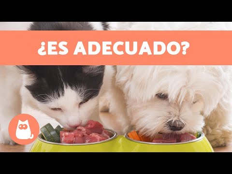 Video: Las Diferencias Entre La Comida Para Gatos Y La Comida Para Perros