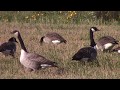 Дикие гуси. Канадская казарка || Wild geese. Canada goose