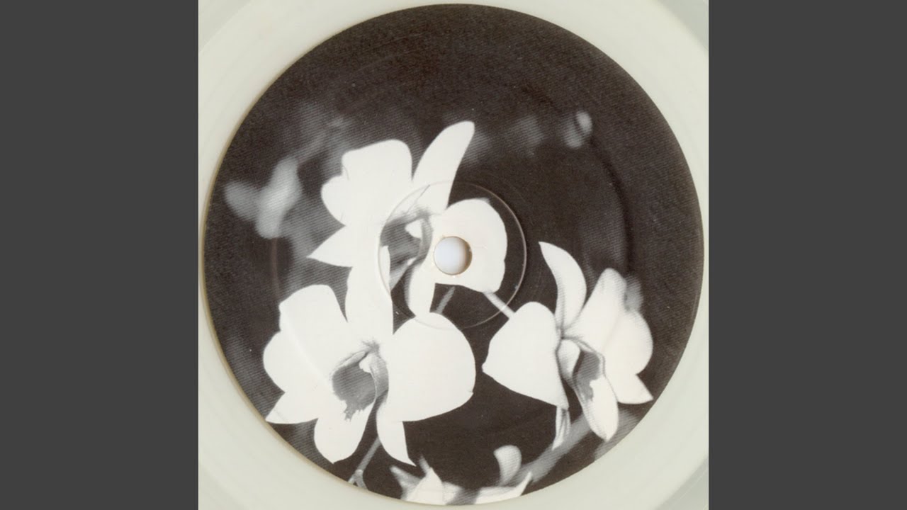 Phalaenopsis (Dub I)