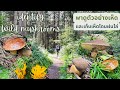 พาดูตัวอย่างเห็ดและเก็บเห็ดโดนฝนไล่ Identity wild mushrooms and foraging #เก็บเห็ดป่าอังกฤษ
