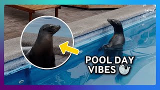 Even Sea Lions Enjoy Pool Time