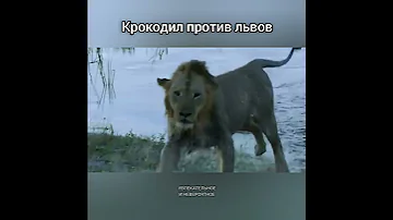 Крокодил против львов
