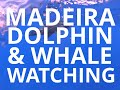 Amazing dolphin  whale watching tour madeira