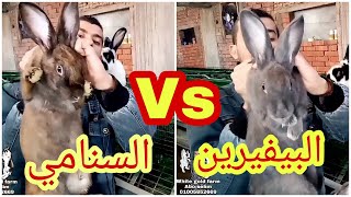 مقارنة بين اقوي سلالات الأرانب في مصر 🐰.