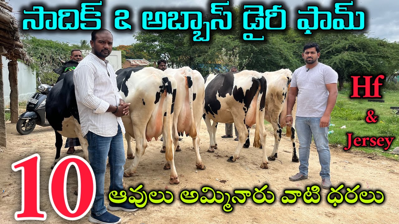 పాల, మరియు సూడి ఆవులు అమ్మకానికి // ph ; 6304081166. సాదిక్ & అబ్బాస్ డైరీ పుంగనూరు //