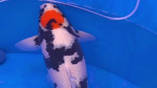 This Is The Most Popular Koi Variety *Showa This Is The Most Popular Koi Variety *Showa