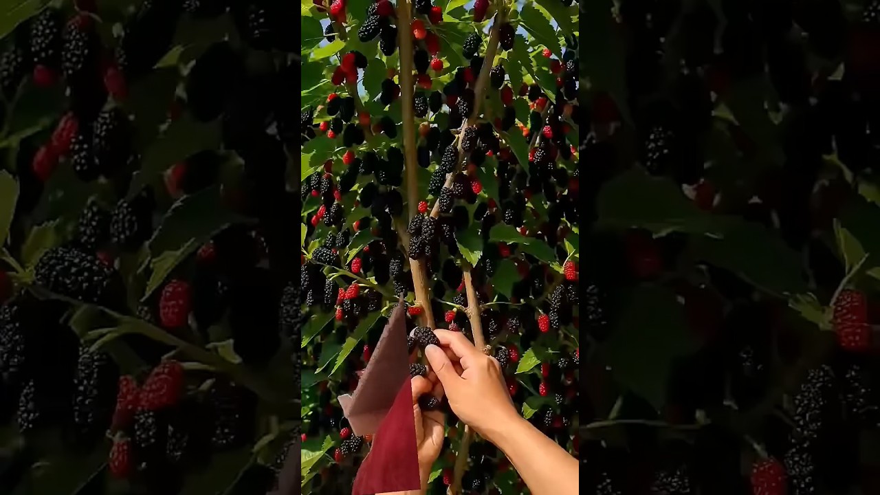 how to forming #strawberry #fruit #garden #gardening #satisfying #fruitfarming #pepperspray