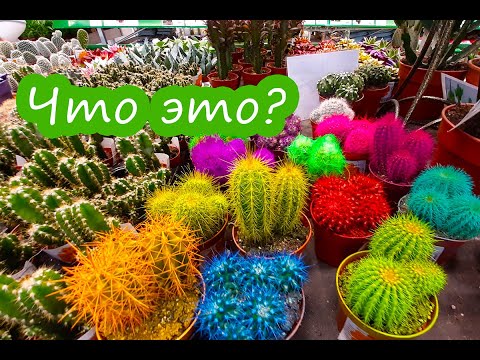 🌺🌺🌺ГОРШЕЧНЫЕ РАСТЕНИЯ В