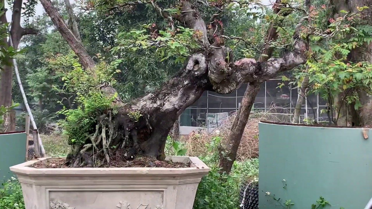 Bonsai star fruit YouTube