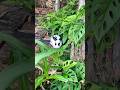 Rabbit running around |#wildlife #cute #hunddk #cute #wildlife #rabbit #animalphotos
