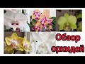 Орхидеи. Цветут голландские и азиатские орхидеи /2020г обзор Фаленопсисы/каттлея/дендробиум...
