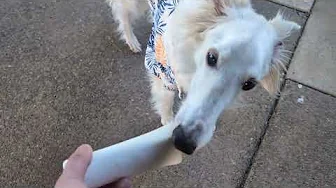 Hawk's 8th Birthday Treats (Abridged)