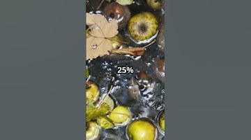 Why Apples Float: The Airy Secret!#AppleFacts #ScienceShorts #DidYouKnow #NatureSecret #FoodScience