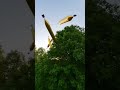 #youtubeshorts #poppballons #rocketballoon #funny #funnyvideo #fun #trending #soraai #sora2 #sora