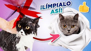 Cómo mantener a TU GATO LIMPIO SIN TENER QUE BAÑARLO  | Rutina de limpieza para gatos