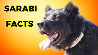 Sarabi Dog  Top 10 Facts