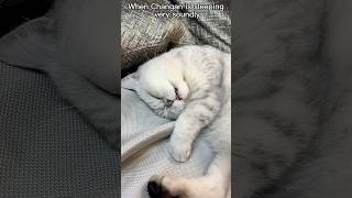 Mom Plays With My Tongue While I Sleep💤😝 | Chef Cat Daily Life #Tiktok #Shorts