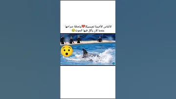 الأنفاس الأخيرة لجيسيكا ولحظة صراخها عندما كان يأكل فيها الحوت أوركا Short 