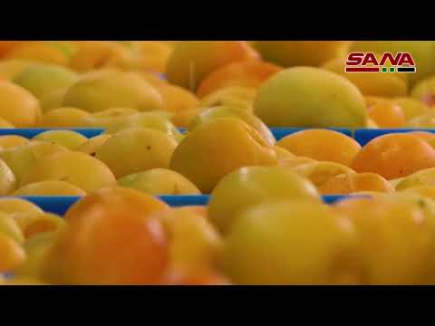 مع بداية موسم إنتاجه قمر الدين منتج سوري فاخر وقيمة غذائية وطبية عالية