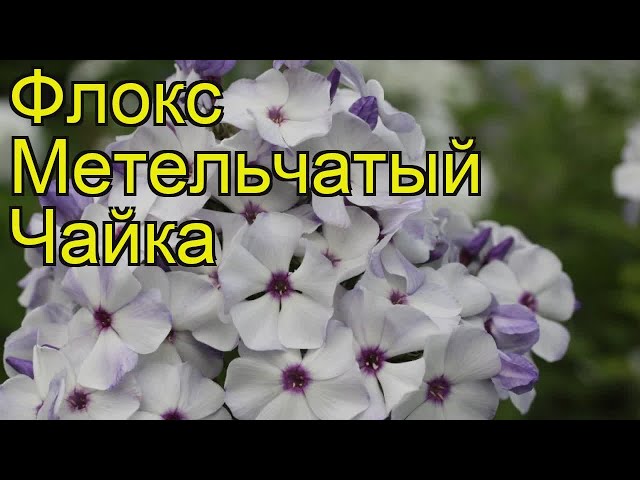 Флокс Чайка: описание сорта, характеристики, посадка и уход, отзывы