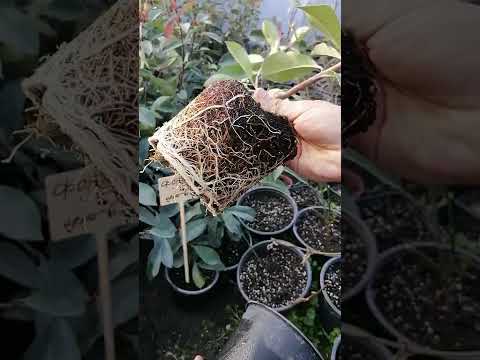 Video: Photinia Bitki Şlamları - Photinia Şlamlarını Yayda Bilə bilərəmmi?