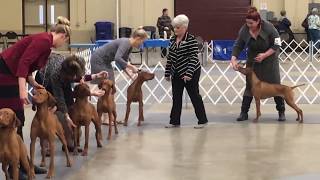 AKC Vizsla at dog show Garden City Kansas