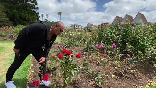 Summer in New Zealand and a visit to Parnell Rose Gardens