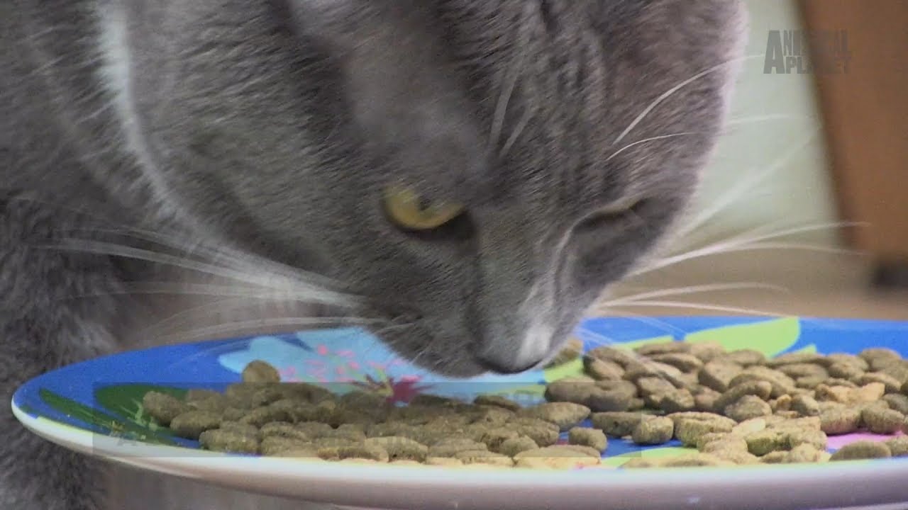 clips for crocs How To Get Your Cat And Dog Eating Together | Cat vs. Dog