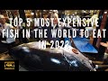 Top 5 Most Expensive Fish In The World To Eat In 2022 #expensivefish