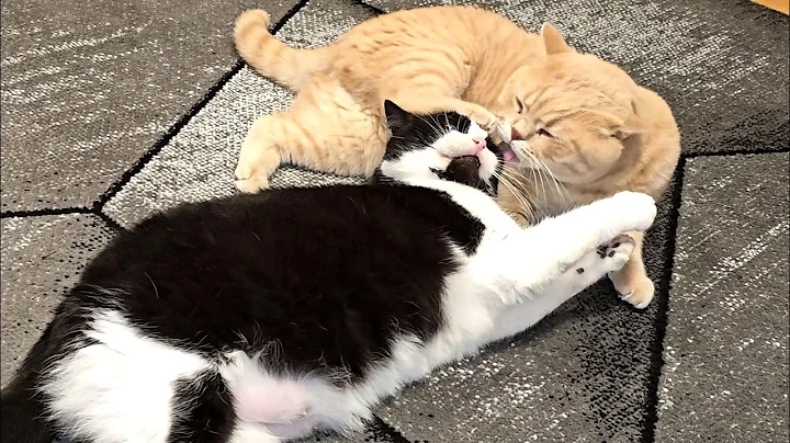 Watch the video about Cute Snuggly Cats
